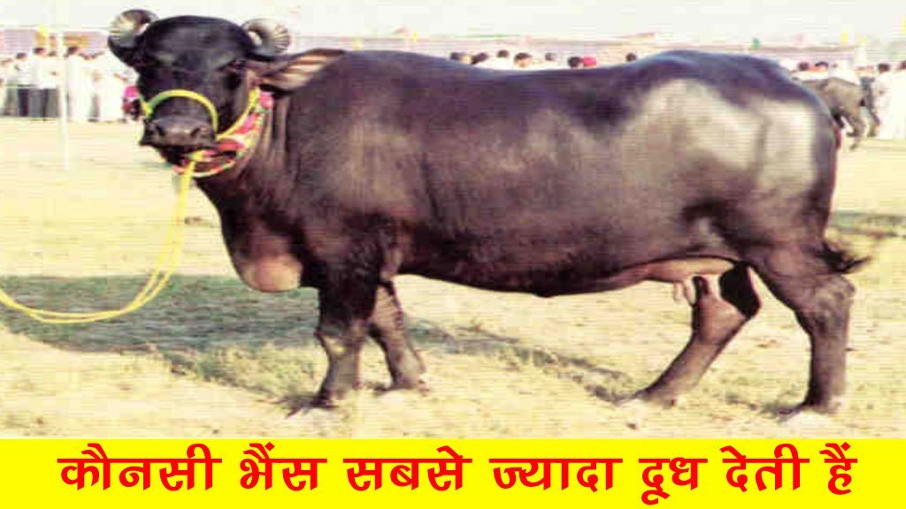 कौनसी भैंस सबसे ज्यादा दूध देती हैं - Konsi Bhains Sabse Jyada Dudh Deti Hai.